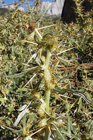 Xanthium spinosum / Spiny Cocklebur, Bathurst Burr, E Picos de Europa, Potes 16.8.2012