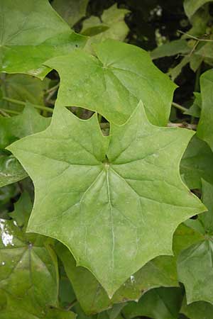 Delairea odorata / Cape Ivy, E Asturia Ribadesella 10.8.2012