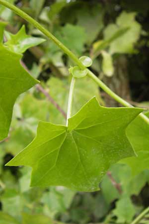 Delairea odorata / Cape Ivy, E Asturia Ribadesella 10.8.2012