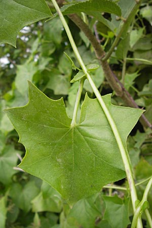 Delairea odorata \ Sommer-Efeu, E Asturien Ribadesella 10.8.2012