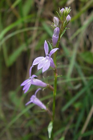 Lobelia urens / Heath Lobelia, E Asturia Ribadesella 10.8.2012