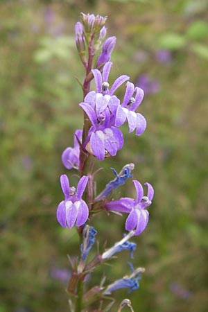 Lobelia urens / Heath Lobelia, E Asturia Llanes 12.8.2012