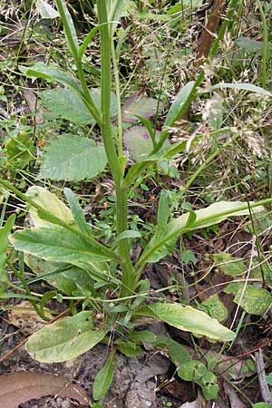 Lobelia urens \ Land-Lobelie / Heath Lobelia, E Asturien/Asturia Llanes 12.8.2012