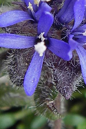 Jasione cavanillesii \ Cavanilles Sandglckchen / Cavanilles' Sheep's Bit, E Picos de Europa, Fuente De 14.8.2012