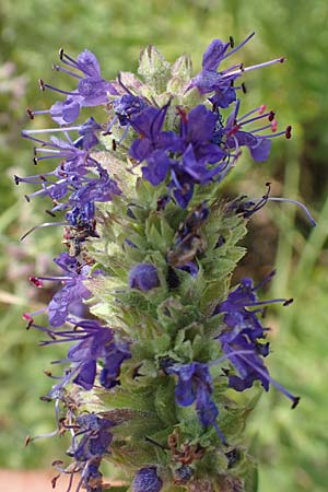 Hyssopus officinalis \ Ysop, Isop / Hyssop, E Pyrenäen/Pyrenees, Josa de Cadi 7.8.2018