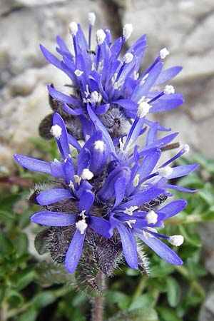 Jasione cavanillesii \ Cavanilles Sandglckchen / Cavanilles' Sheep's Bit, E Picos de Europa, Fuente De 14.8.2012