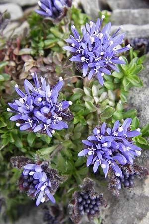 Jasione cavanillesii \ Cavanilles Sandglckchen / Cavanilles' Sheep's Bit, E Picos de Europa, Fuente De 14.8.2012