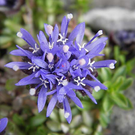 Jasione cavanillesii \ Cavanilles Sandglckchen / Cavanilles' Sheep's Bit, E Picos de Europa, Fuente De 14.8.2012