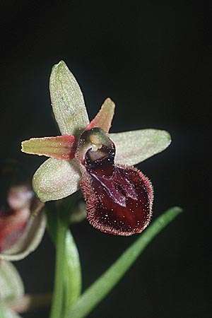 Ophrys exaltata subsp. arachnitiformis \ Spinnenähnliche Ragwurz / False Spider Orchid, E  Katalonien/Catalunya Solsona 31.3.2001 