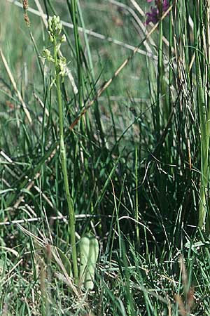 Platanthera algeriensis \ Algerische Waldhyazinthe / Algerian Butterfly Orchid, E  Prov. Teruel, La Iglesuela del Cid 19.6.2003 