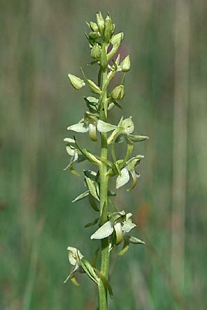 Platanthera algeriensis \ Algerische Waldhyazinthe / Algerian Butterfly Orchid, E  Prov. Teruel, La Iglesuela del Cid 19.6.2003 