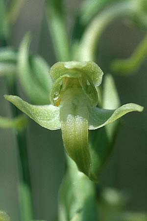 Platanthera algeriensis \ Algerische Waldhyazinthe, E  Prov. Teruel, La Iglesuela del Cid 10.7.2003 