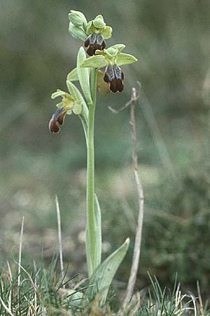 Ophrys forestieri \ Braune Ragwurz / Dull Orchid (gleichzeitig/simultaneously Orchis champagneuxii, Ophrys tenthredinifera), E  La Vitoria (Gasteiz) 18.4.1988 