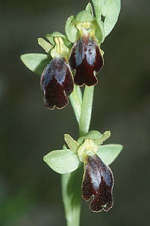 Ophrys arnoldii \ Arnolds Ragwurz, E  Cardo 23.5.2004 