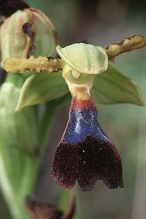 Ophrys atlantica \ Atlas-Ragwurz / Atlas Ophrys, E  Carratraca 20.4.1999 