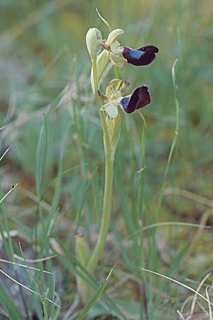 Ophrys atlantica \ Atlas-Ragwurz / Atlas Ophrys, E  Alhaurin El Grande 25.3.2002 