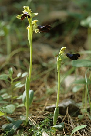 Ophrys atlantica \ Atlas-Ragwurz / Atlas Ophrys, E  Alhaurin El Grande 25.3.2002 