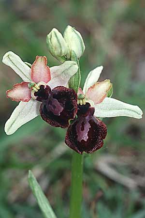 Ophrys aveyronensis \ Aveyron-Ragwurz / Aveyron Spider Orchid, E  La Rioja, Ezcaray 27.5.2002 