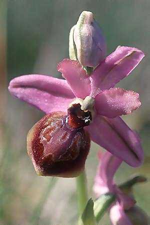 Ophrys aveyronensis \ Aveyron-Ragwurz / Aveyron Spider Orchid, E  Baskenland/Euskadi, El Cabrio 22.5.2003 