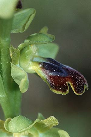 Ophrys subfusca \ Kleinerblütige Braune Ragwurz, E  Prov. Alicante, Xabia 30.3.2001 