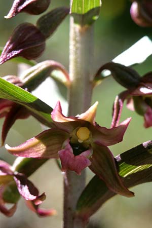 Epipactis cardina / Scarlet-Red Helleborine (in bud), E  Prov. Teruel, Fortanete 1.7.1998 