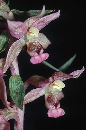 Epipactis cardina \ Scharlachrote Ständelwurz / Scarlet-Red Helleborine, E  Prov. Teruel, Fortanete 23.7.2001 