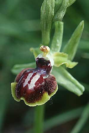 Ophrys castellana \ Kastilische Ragwurz / Castlian Bee Orchid, E  La Rioja, Ezcaray 27.5.2002 