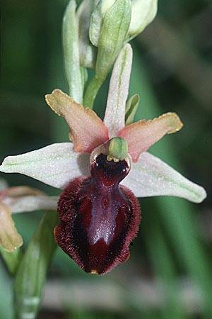 Ophrys aveyronensis / Aveyron Spider Orchid, E  La Rioja, Ezcaray 27.5.2002 