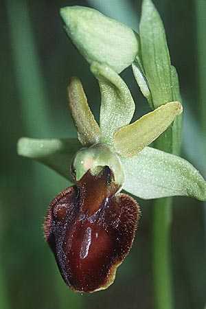 Ophrys castellana, E  Prov. Burgos, Sierra de la Demanda 27.5.2002 