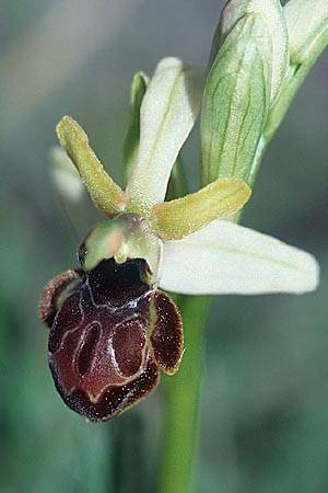 Ophrys castellana \ Kastilische Ragwurz / Castlian Bee Orchid, E  Navarra, Pamplona 28.5.2002 