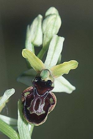 Ophrys castellana \ Kastilische Ragwurz / Castlian Bee Orchid, E  Navarra, Pamplona 28.5.2002 