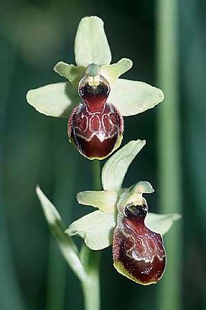 Ophrys castellana \ Kastilische Ragwurz / Castlian Bee Orchid, E  Prov. Cuenca, Las Majadas 20.6.2003 