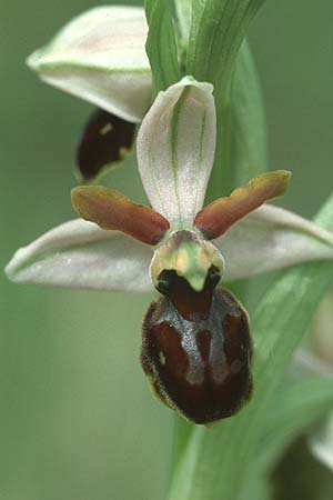 Ophrys castellana \ Kastilische Ragwurz / Castlian Bee Orchid, E  Prov. Cuenca, Las Majadas 27.5.2004 