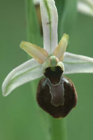 Ophrys castellana \ Kastilische Ragwurz / Castlian Bee Orchid, E  Prov. Cuenca, Las Majadas 27.5.2004 