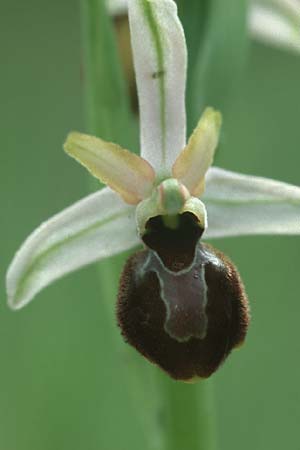 Ophrys castellana, E  Prov. Cuenca, Las Majadas 27.5.2004 