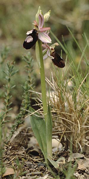 Ophrys catalaunica \ Katalonische Ragwurz / Catalonian Bee Orchid, E  Katalonien/Catalunya Bassella 2.5.1988 