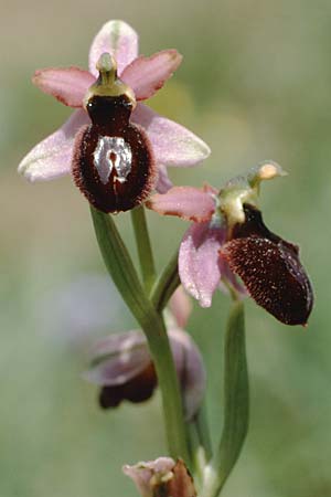 Ophrys catalaunica \ Katalonische Ragwurz / Catalonian Bee Orchid, E  Katalonien/Catalunya, Sant Agusti de Llucanes 28.5.1990 