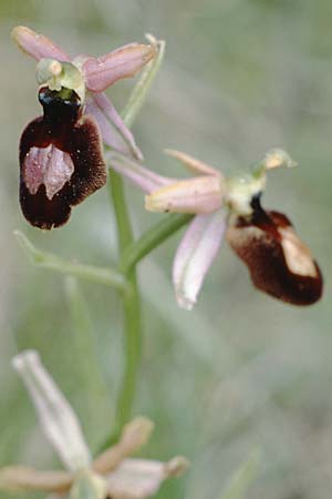 Ophrys catalaunica \ Katalonische Ragwurz, E  Katalonien, Sant Agusti de Llucanes 28.5.1990 
