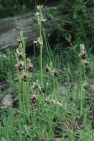 Ophrys catalaunica \ Katalonische Ragwurz / Catalonian Bee Orchid, E  Katalonien/Catalunya Calders 1.5.2004 