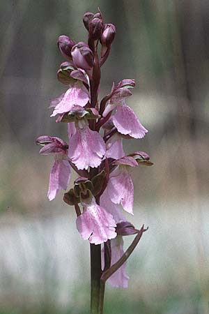 Orchis cazorlensis \ Cazorla-Knabenkraut / Cazorla Orchid, E  Orihuela del Tremedal 25.5.1990 