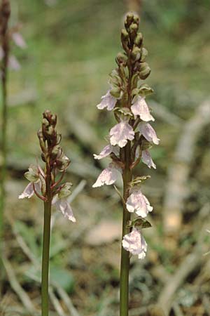 Orchis cazorlensis \ Cazorla-Knabenkraut / Cazorla Orchid, E  Orihuela del Tremedal 26.5.2004 