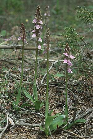 Orchis cazorlensis \ Cazorla-Knabenkraut / Cazorla Orchid, E  Orihuela del Tremedal 26.5.2004 