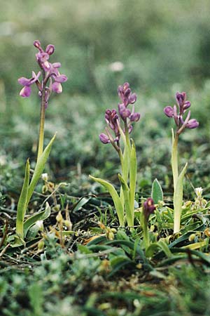 Anacamptis champagneuxii \ Dreiknollen-Knabenkraut / Green-Veined Orchid, E  La Vitoria (Gasteiz) 18.4.1988 