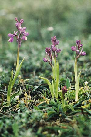 Anacamptis champagneuxii / Green-Veined Orchid, E  La Vitoria (Gasteiz) 18.4.1988 