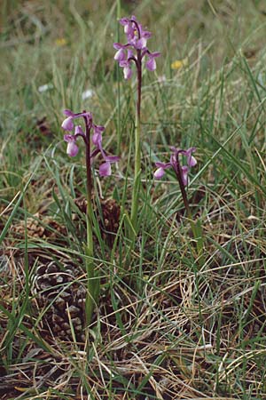 Anacamptis champagneuxii / Green-Veined Orchid, E  Serrania de Cuenca 25.5.1990 