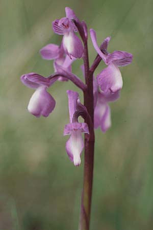 Anacamptis champagneuxii \ Dreiknollen-Knabenkraut / Green-Veined Orchid, E  Serrania de Cuenca 25.5.1990 