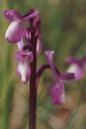 Anacamptis champagneuxii \ Dreiknollen-Knabenkraut / Green-Veined Orchid, E  Serrania de Cuenca 25.5.1990 