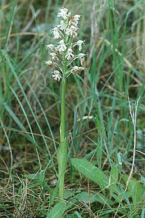 Neotinea conica \ Kegel-Knabenkraut / Conical Orchid, E  Alhaurin El Grande 25.3.2002 