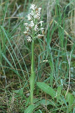 Neotinea conica / Conical Orchid, E  Alhaurin El Grande 25.3.2002 