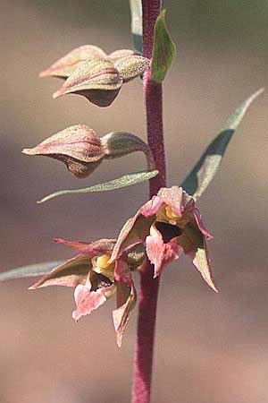 Epipactis cardina x distans, E   Prov. Teruel, Puerto de Villaroya 10.7.2003 